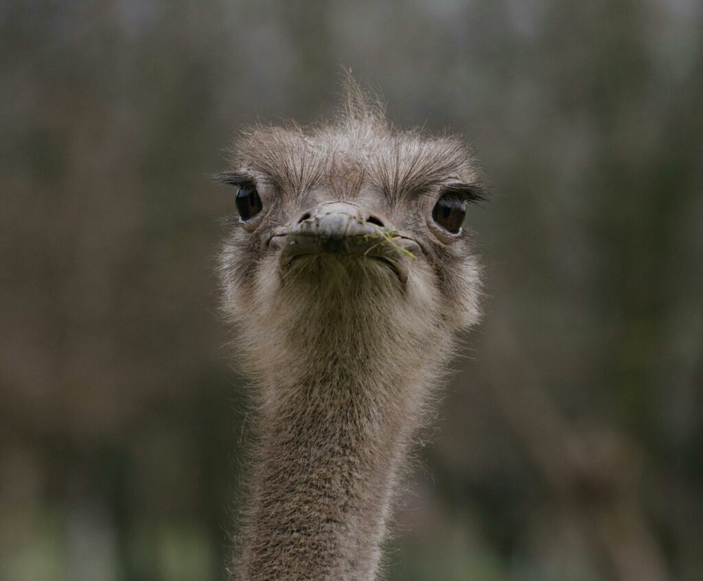 Close-up image of an ostrich showing its detailed features outdoors.